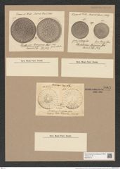 Stictodiscus buryanus Grev. (de-Toni-Nr.: Genus 205, Species 5219) Zeichnungen Sammlung Grunow Nr. 9007 (NHMW-BOT-W0378714)